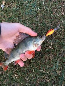 European Perch
