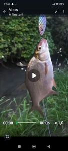 Common Bream
