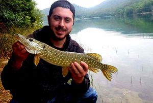 Northern Pike