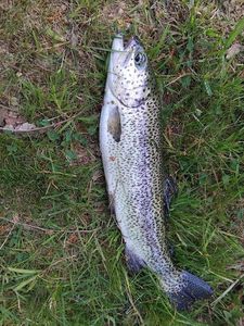 Rainbow Trout