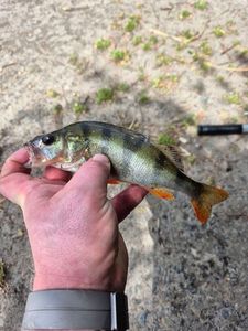 European Perch