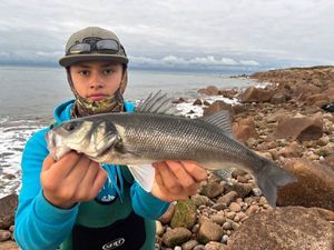 European Bass (Seabass)