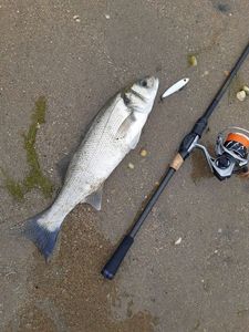 European Bass (Seabass)