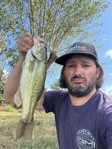 Largemouth Bass