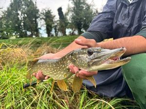 Northern Pike