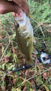 Largemouth Bass