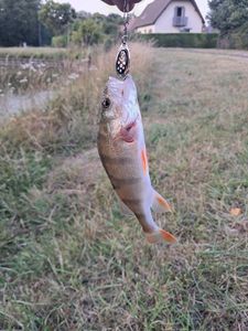 European Perch