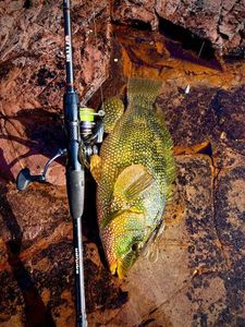 Ballan Wrasse
