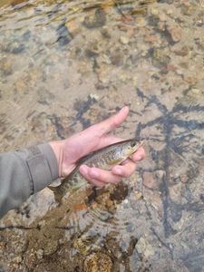 Brown Trout
