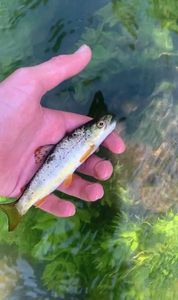 Brown Trout