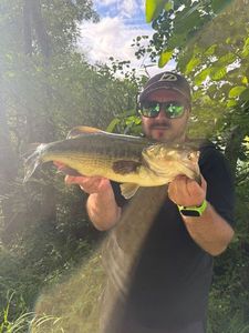 Largemouth Bass