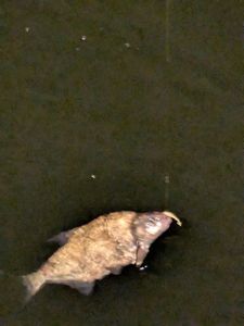 Common Bream