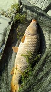 Common Carp