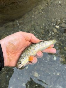 Brown Trout