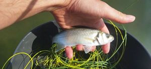 European Bass (Seabass)