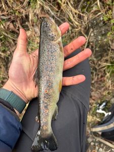 Brown Trout