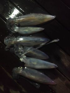 European Squid