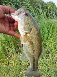Largemouth Bass