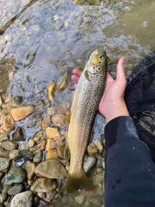 Brown Trout