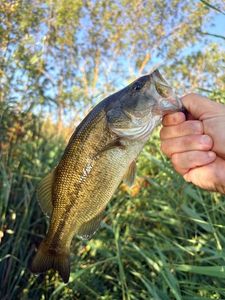 Largemouth Bass