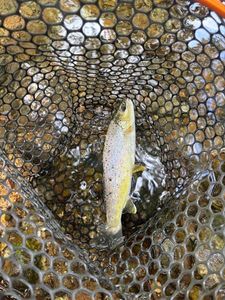 Brown Trout
