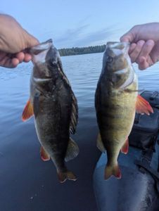 European Perch