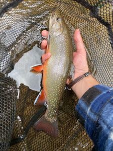 Brook Trout