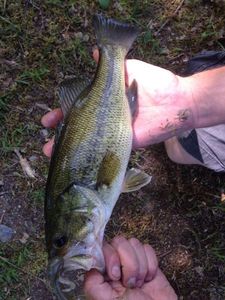 Largemouth Bass