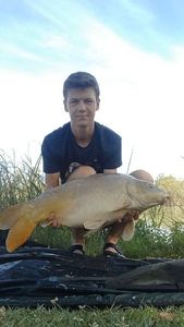 Mirror Carp