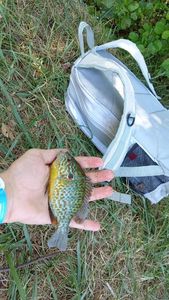 Green Sunfish