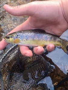 Brown Trout