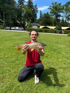 Common Carp