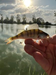 European Perch