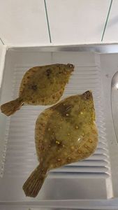 European Plaice