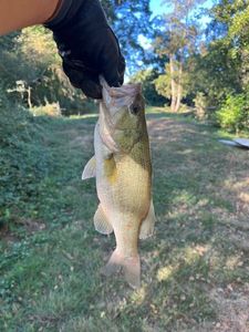 Largemouth Bass