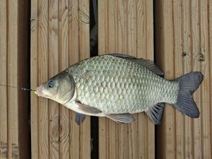 Crucian Carp