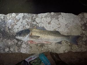 European Bass (Seabass)