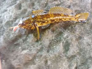 Round Goby