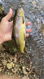 Brown Trout