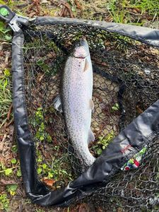 Rainbow Trout