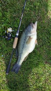 Largemouth Bass