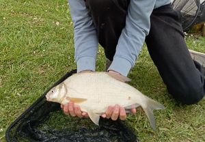 Common Bream