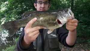 Largemouth Bass