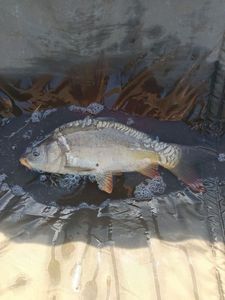 Mirror Carp