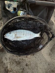 Sand Steenbras