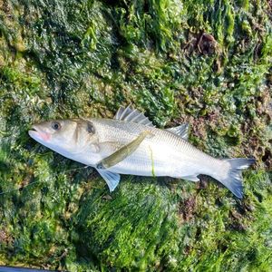 European Bass (Seabass)