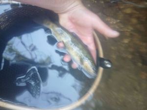 Brown Trout