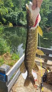 Northern Pike