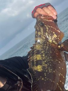 Red Grouper