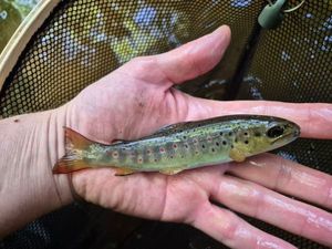 Brown Trout